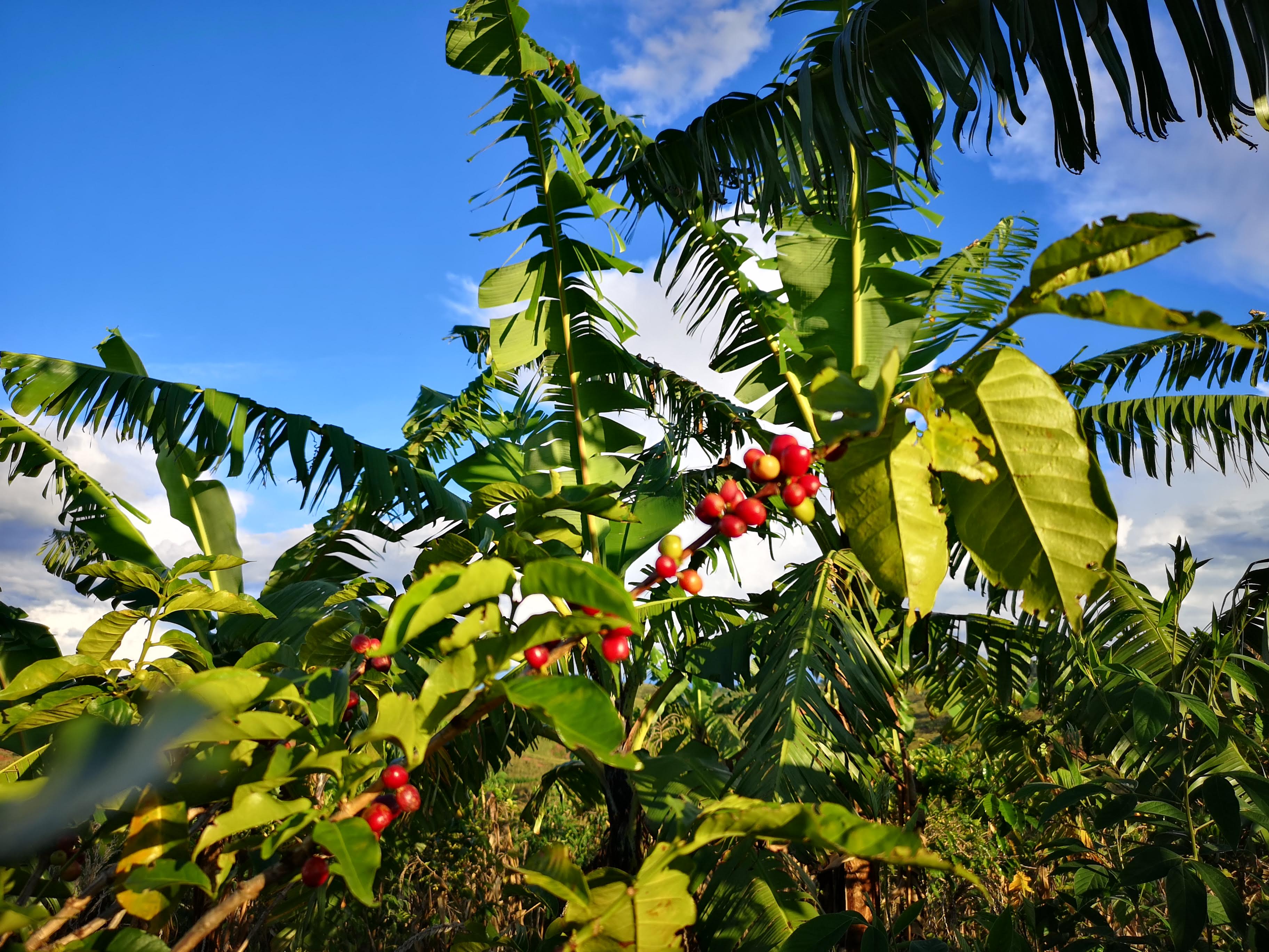 Woher hat FAIRdinand seinen Namen? FAIRdi Fair & Direkt e.U.